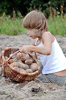 Child reaping potatoes in the field