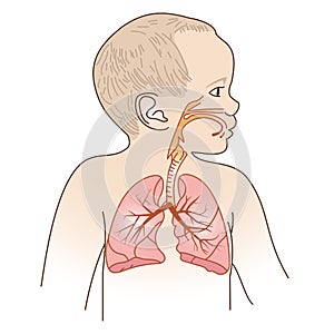 Respirační systém 