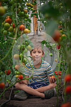 Child with ripe red tomatoes in the greenhouse. Concept healthy eating vegetables for kids