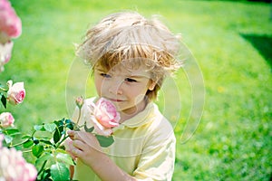 Child with a rose. Boy and a bush of roses. Beautiful garden.