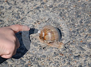 Child`s finger pointing on the snail walking on the street