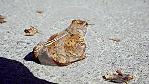 child's finger touches the nose of a frog that is basking in the sun