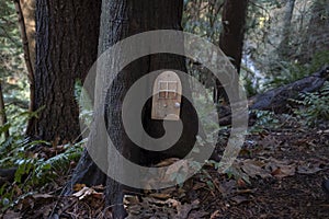 Child`s gnome house door attached to tree photo