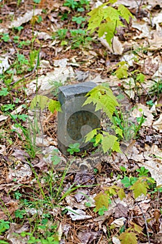 Child`s Grave Marker in an Old Forgotten Cemetery