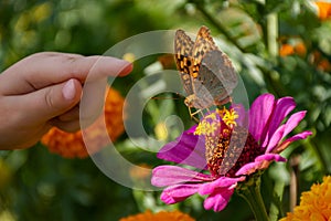 A child`s hand and a butterfly on a flower. The girl is hunting butterflies