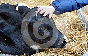 A childÂ´s hand caresses a little calf