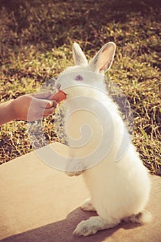 Child's hand feeding a little rabbit