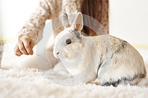 Child`s hand feeding the rabbit