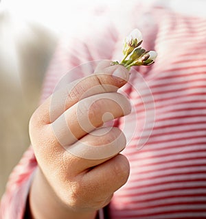 The child`s hand. Flower in the hand of a child.