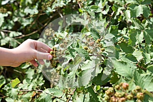 A child`s hand gently touches the green berries of blackberries. careful attitude to nature.