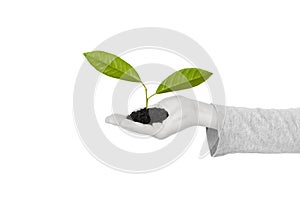 Child`s hand with green plant isolated