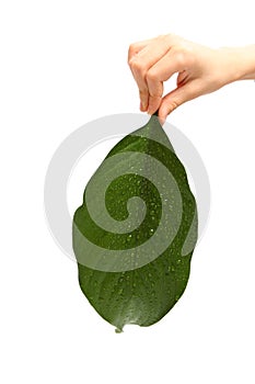 Child's hand holding a big green leaf isolated on white
