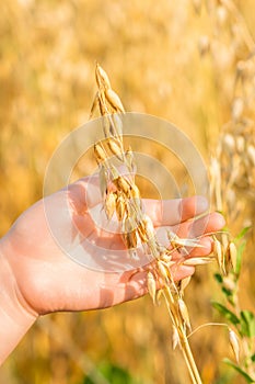 Child`s hand holding the ears of oats