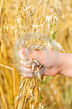 Child`s hand holding the ears of oats