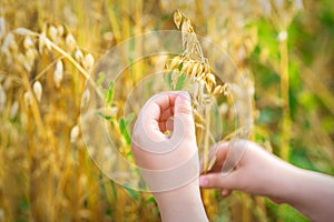 Child`s hand holding the ears of oats