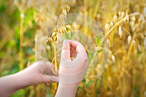 Child`s hand holding the ears of oats