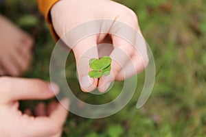 Child`s Hand Holding Lucky Four Leaf Clover Plant