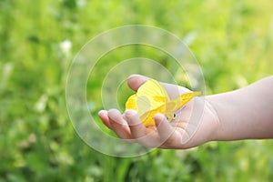 Child's Hand Holding Orange Barred Sulphur Butterfly Outside