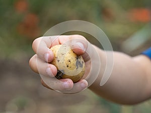 Child's hand holding a raw dirty potato