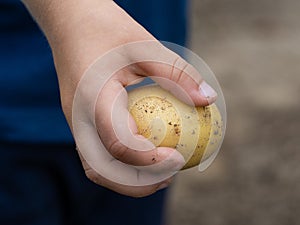 Child's hand holding a raw potato