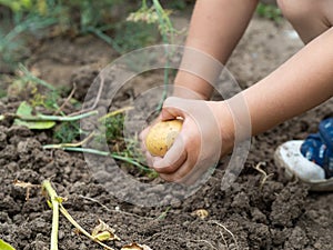 Child's hand holding a raw potato close-up