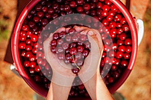 Child`s hand holding a red cherries on green nature background.