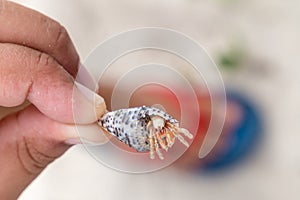 A child`s hand holding a shell with a hermit crab peeping out