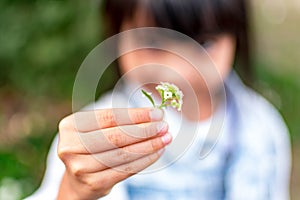 Child`s hand holding a small flower. Sharing and giving concept. Love for parents and mothersday concept. Protect kids concept