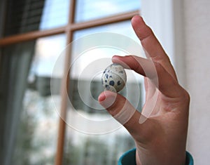 Child`s hand holding a tiny blue speckled egg, just gathered from the chicken coop.