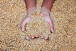A child`s hand holding  grains