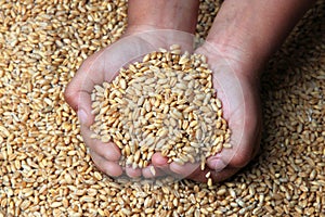 A child`s hand holding grains