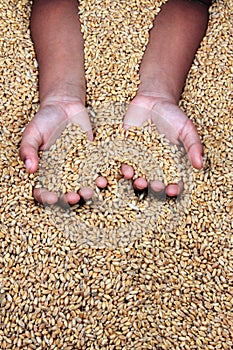 A child`s hand holding grains