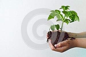 Tomato plant in hands