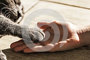 child's hand holds the paw of a gray cat lying on the floor. horizontal