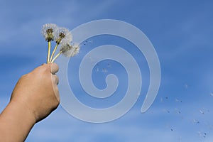 A child`s hand holds three ripe dandelion flowers from which parachutes with seeds fly off against the background of a blue sky