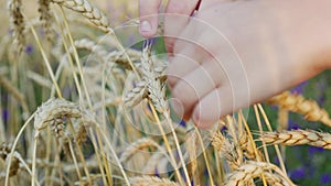 Child's hand holds wheat grains In hand in wheat field