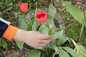 A child`s hand picks a red Tulip