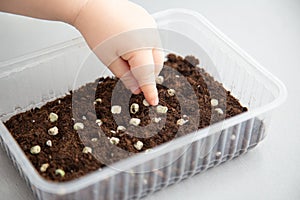 Child`s hand planting a grain of peas in peat soil in a container. Part 3 of step by step instructions
