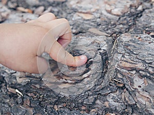 Child`s hand pointing at a tree trunk in the forest