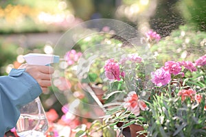 Child`s hand spray watering flowers