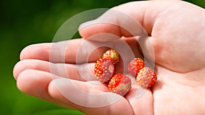 Child`s hand with strawberries
