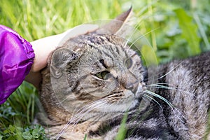 A child\'s hand strokes a gray cat that lies in the green grass, love for animals.