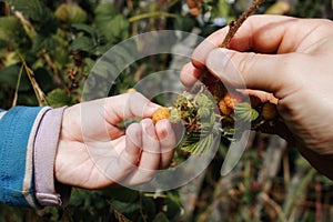 He child`s hand tears the yellow berry from the raspberry Bush