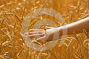 Child& x27;s hand touches ears of grain in wheat field against background of sunset. Concept of checking harvest