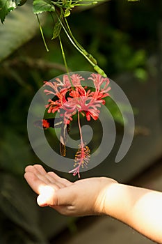 Child`s hand touching beautiful butterfly