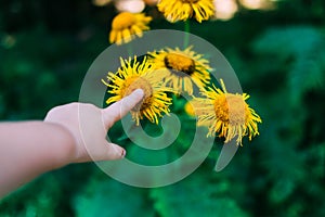Child's hand touching a flower