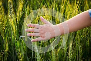 Child`s hand touching green ears of wheat at sunset