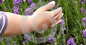Child's hand touching lavender bushes waving on the wind closeup. Purple lavender field, beautiful blooming, English