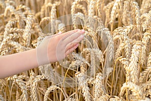 Child& x27;s hand is touching the wheat ears on the background of the wheat field