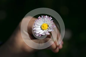 Child`s hands cradling a fresh daisy flower